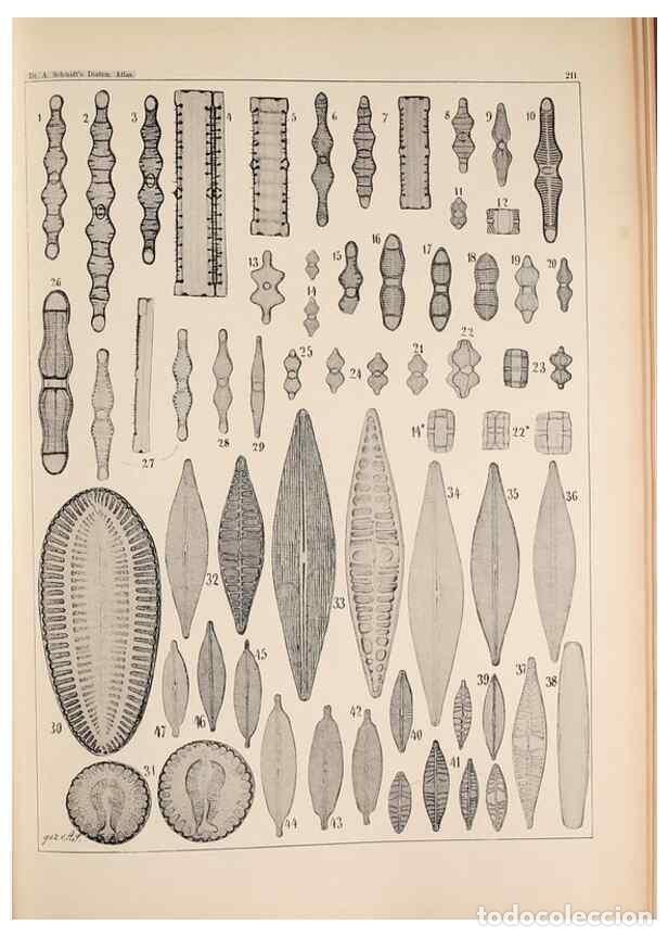 Collection Magazines and Newspapers: Reproducci&oacute;n/Reproduction 49385791237: Atlas der Diatomaceen-Kunde /. Leipzig :O.R. Reisland,[1874-1