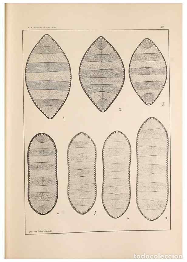 Collection Magazines and Newspapers: Reproducci&oacute;n/Reproduction 49352431936: Atlas der Diatomaceen-Kunde /. Leipzig :O.R. Reisland,[1874-1
