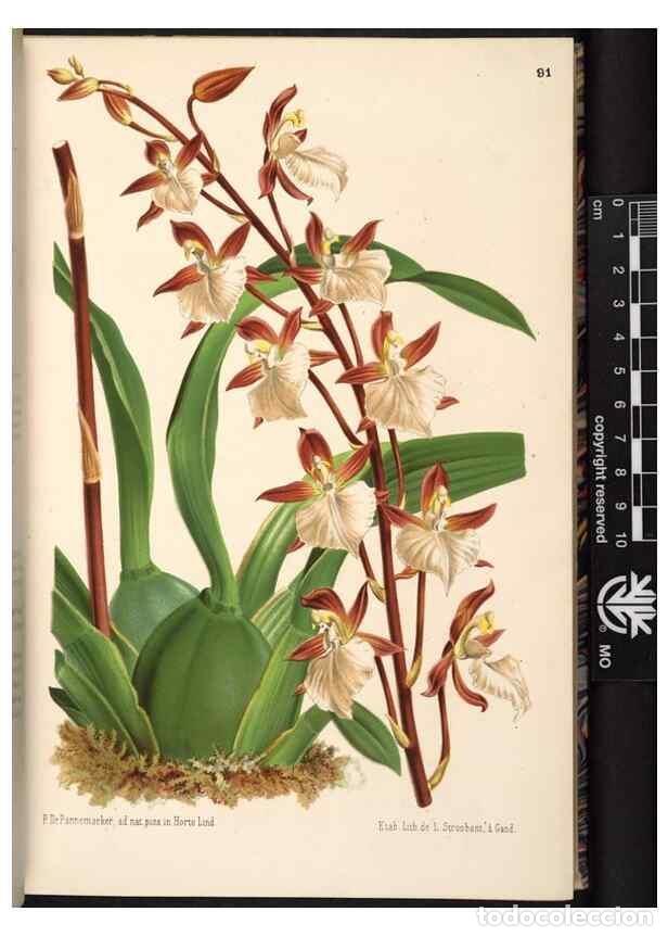 Colecionismo de Revistas e Jornais: Reproducci&oacute;n/Reproduction 49690824921: L'Illustration horticole :. Gand, Belgium :Imprimerie et lith