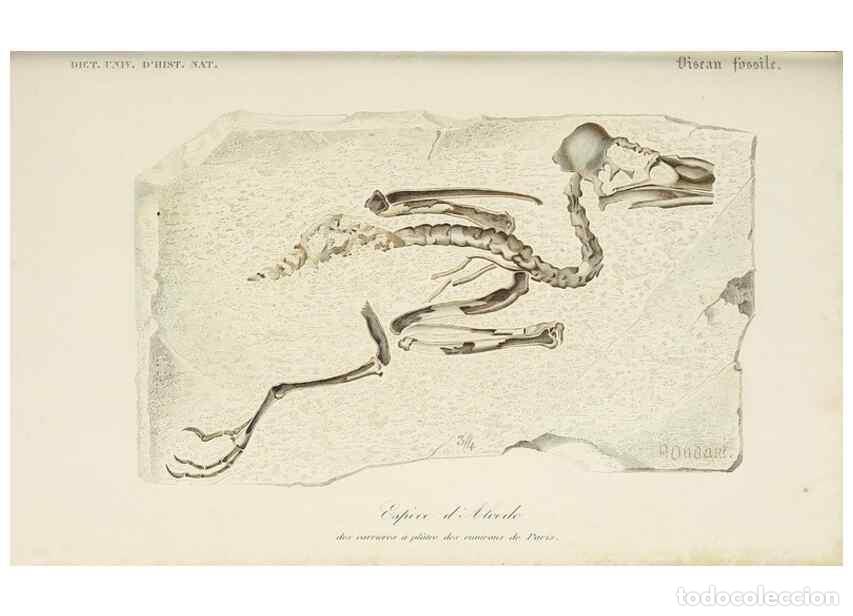Colecionismo de Revistas e Jornais: Reproducci&oacute;n/Reproduction 49724381157: Dictionnaire universel d'histoire naturelle :. Paris :Chez le