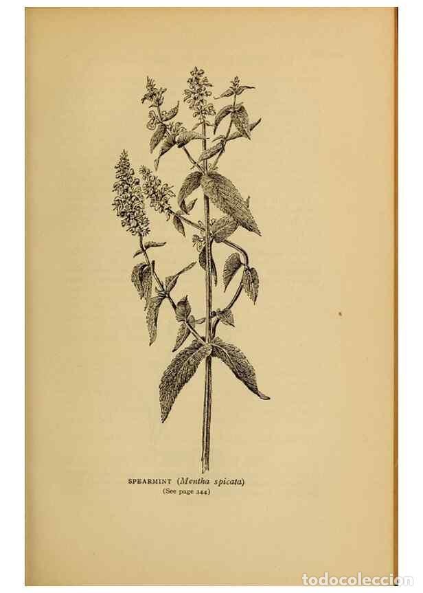 Colecionismo de Revistas e Jornais: Reproducci&oacute;n/Reproduction 49304220301: Harper's guide to wild flowers,. New York,Harper,1912.. - Cre