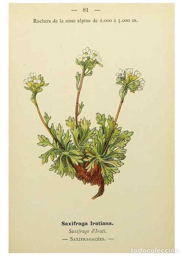 Colecionismo de Revistas e Jornais: Reproducci&oacute;n/Reproduction 49344966063: Nouvelle flore colori&eacute;e de poche des Alpes et des Pyr&eacute;n&eacute;es..