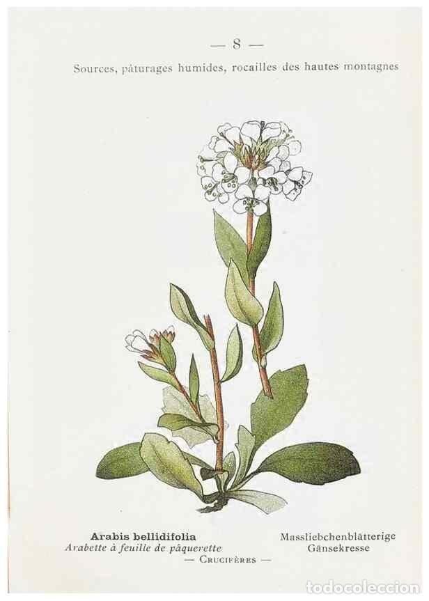 Colecionismo de Revistas e Jornais: Reproducci&oacute;n/Reproduction 49345035718: Nouvelle flore colori&eacute;e de poche des Alpes et des Pyr&eacute;n&eacute;es..