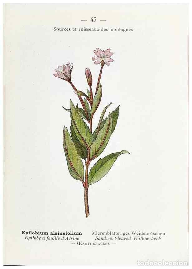 Colecionismo de Revistas e Jornais: Reproducci&oacute;n/Reproduction 49345512111: Nouvelle flore colori&eacute;e de poche des Alpes et des Pyr&eacute;n&eacute;es..