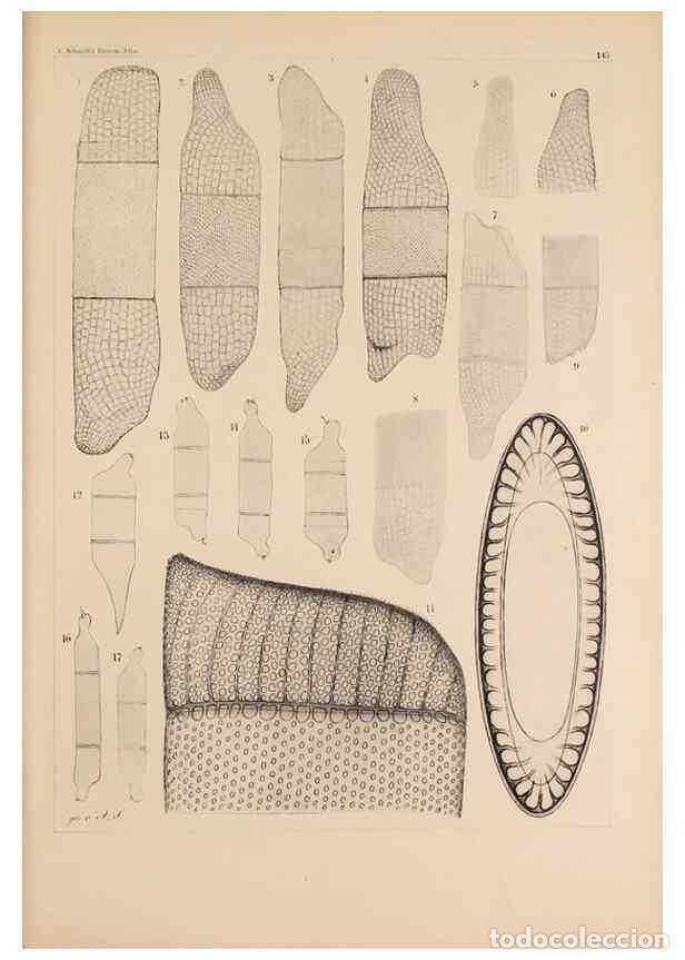 Colecionismo de Revistas e Jornais: Reproducci&oacute;n/Reproduction 49385404243: Atlas der Diatomaceen-Kunde /. Leipzig :O.R. Reisland,[1874-1