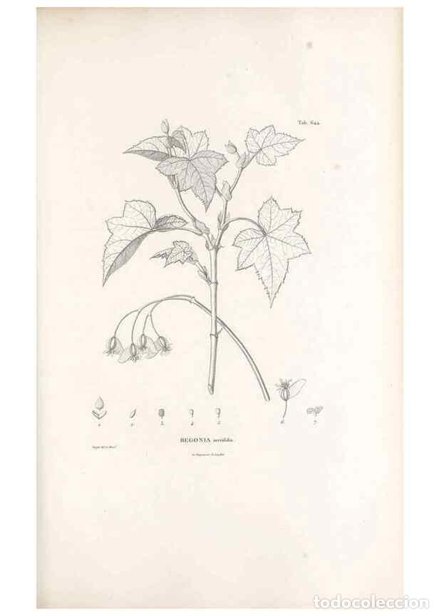 Sammeln von Zeitschriften und Zeitungen: Reproducci&oacute;n/Reproduction 49521327318: Nova genera et species plantarum :. Antverpiae :Ex officina C