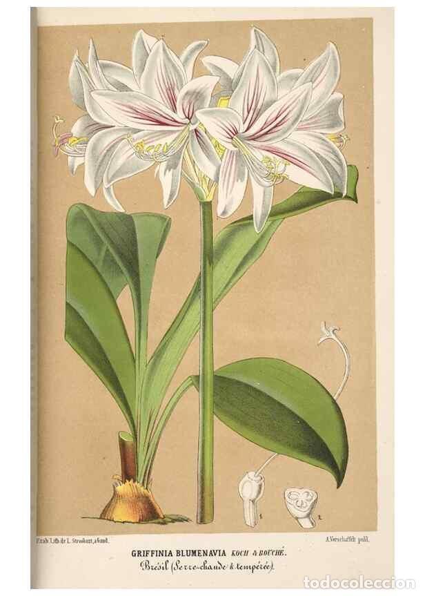 Sammeln von Zeitschriften und Zeitungen: Reproducci&oacute;n/Reproduction 49690841927: L'Illustration horticole :. Gand, Belgium :Imprimerie et lith