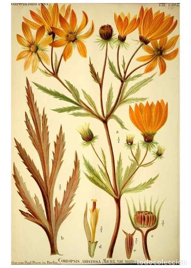 Sammeln von Zeitschriften und Zeitungen: Reproducci&oacute;n/Reproduction 49721625802: Gartenflora.. Erlangen :F. Enke,1852-1940.. - Deutsche Garten