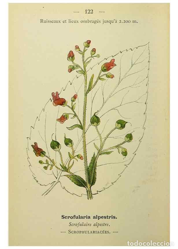 Sammeln von Zeitschriften und Zeitungen: Reproducci&oacute;n/Reproduction 49345335116: Nouvelle flore colori&eacute;e de poche des Alpes et des Pyr&eacute;n&eacute;es..