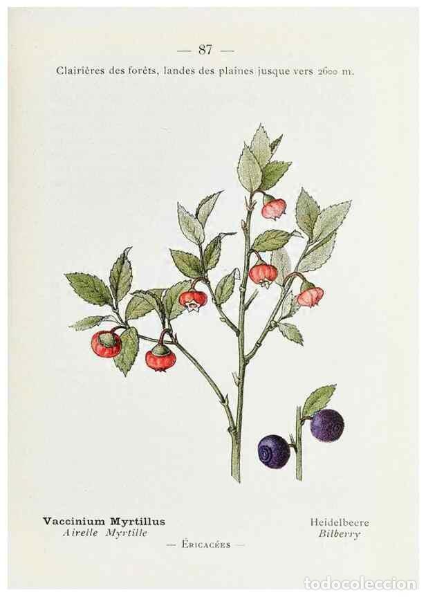 Sammeln von Zeitschriften und Zeitungen: Reproducci&oacute;n/Reproduction 49345541996: Nouvelle flore colori&eacute;e de poche des Alpes et des Pyr&eacute;n&eacute;es..