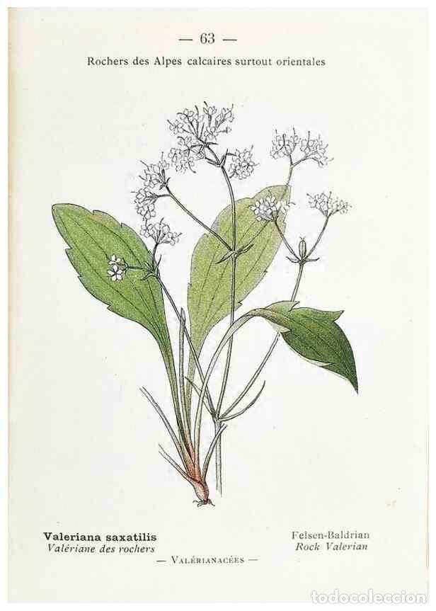 Sammeln von Zeitschriften und Zeitungen: Reproducci&oacute;n/Reproduction 49345745017: Nouvelle flore colori&eacute;e de poche des Alpes et des Pyr&eacute;n&eacute;es..