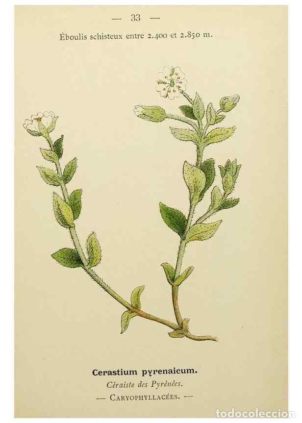 Sammeln von Zeitschriften und Zeitungen: Reproducci&oacute;n/Reproduction 49345613327: Nouvelle flore colori&eacute;e de poche des Alpes et des Pyr&eacute;n&eacute;es..