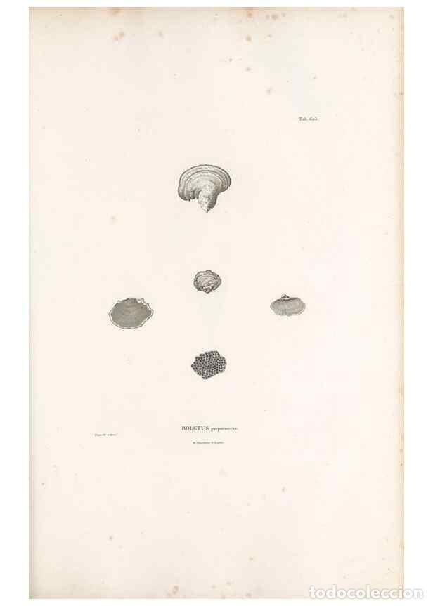 Sammeln von Zeitschriften und Zeitungen: Reproducci&oacute;n/Reproduction 49522054267: Nova genera et species plantarum :. Antverpiae :Ex officina C