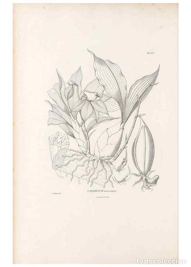 Sammeln von Zeitschriften und Zeitungen: Reproducci&oacute;n/Reproduction 49521844466: Nova genera et species plantarum :. Antverpiae :Ex officina C