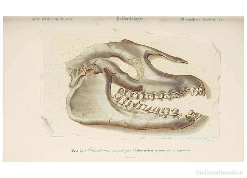 Sammeln von Zeitschriften und Zeitungen: Reproducci&oacute;n/Reproduction 49724048651: Dictionnaire universel d'histoire naturelle :. Paris :Chez le
