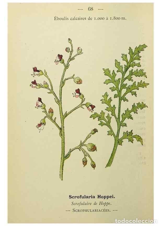 Collectionnisme de Revues et Journaux: Reproducci&oacute;n/Reproduction 49345421706: Nouvelle flore colori&eacute;e de poche des Alpes et des Pyr&eacute;n&eacute;es..