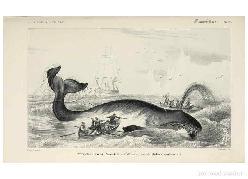 Collectionnisme de Revues et Journaux: Reproducci&oacute;n/Reproduction 49724047901: Dictionnaire universel d'histoire naturelle :. Paris :Chez le