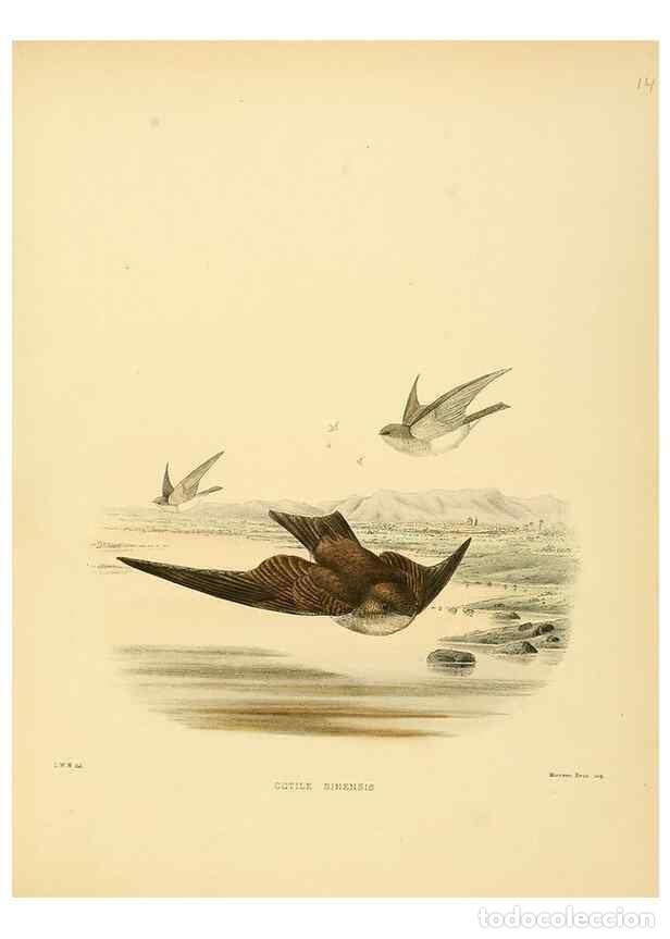 Collectionnisme de Revues et Journaux: Reproducci&oacute;n/Reproduction 49522104948: A monograph of the Hirundinidae or family of swallows. London