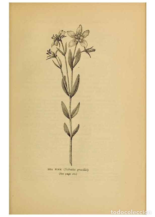 Collectionnisme de Revues et Journaux: Reproducci&oacute;n/Reproduction 49304205536: Harper's guide to wild flowers,. New York,Harper,1912.. - Cre