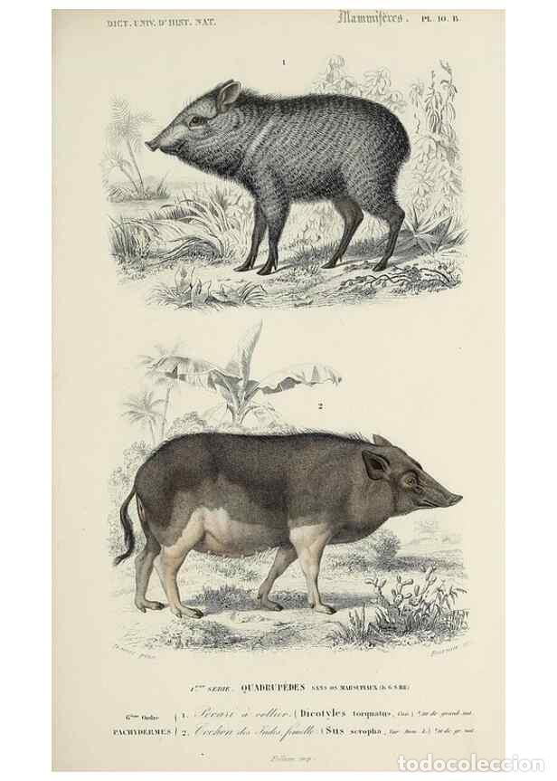 Collectionnisme de Revues et Journaux: Reproducci&oacute;n/Reproduction 49724359992: Dictionnaire universel d'histoire naturelle :. Paris :Chez le