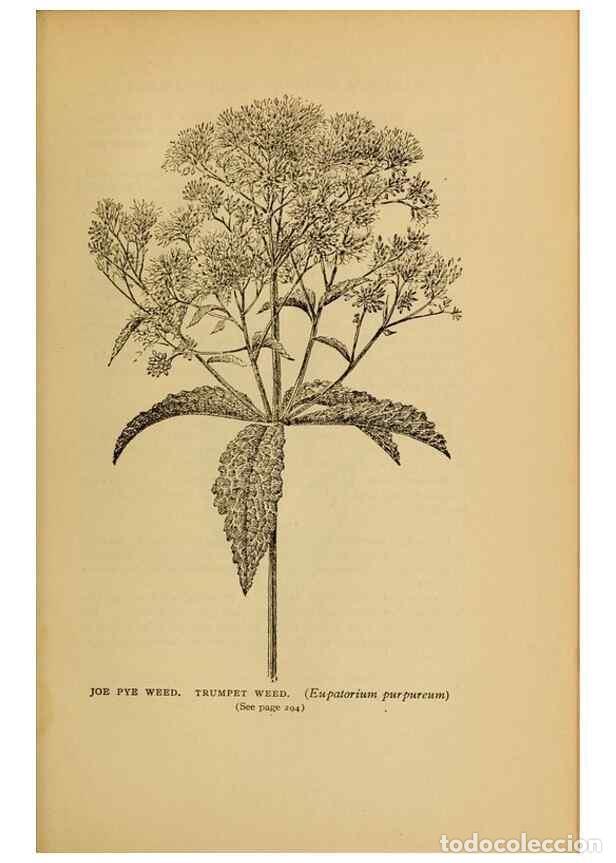 Collectionnisme de Revues et Journaux: Reproducci&oacute;n/Reproduction 49304416577: Harper's guide to wild flowers,. New York,Harper,1912.. - Cre