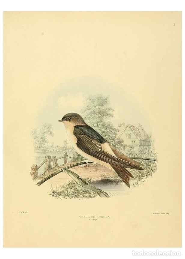 Collectionnisme de Revues et Journaux: Reproducci&oacute;n/Reproduction 49522622081: A monograph of the Hirundinidae or family of swallows. London