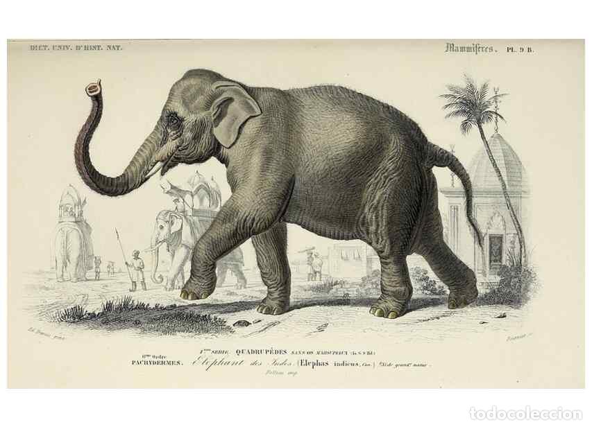 Collectionnisme de Revues et Journaux: Reproducci&oacute;n/Reproduction 49724358952: Dictionnaire universel d'histoire naturelle :. Paris :Chez le