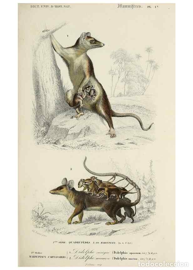 Collectionnisme de Revues et Journaux: Reproducci&oacute;n/Reproduction 49724362392: Dictionnaire universel d'histoire naturelle :. Paris :Chez le