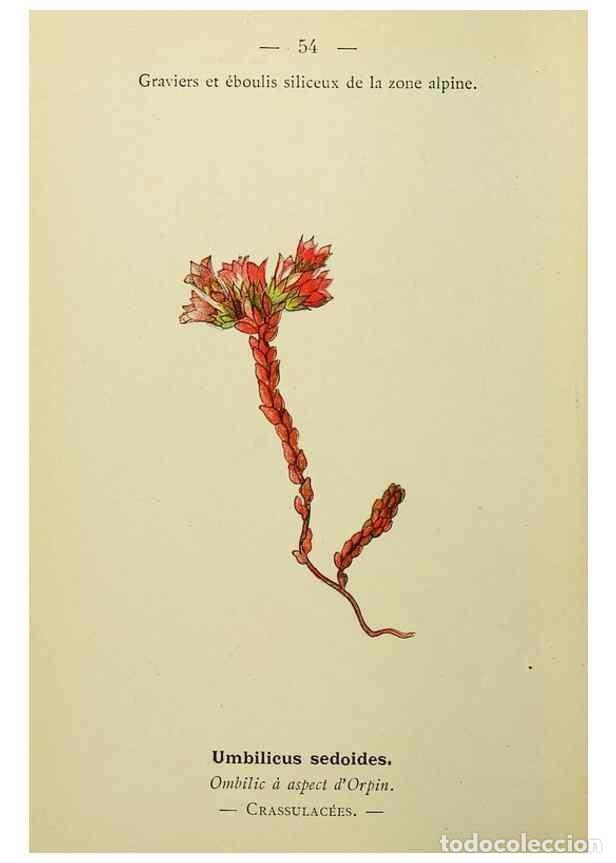 Collectionnisme de Revues et Journaux: Reproducci&oacute;n/Reproduction 49345415946: Nouvelle flore colori&eacute;e de poche des Alpes et des Pyr&eacute;n&eacute;es..