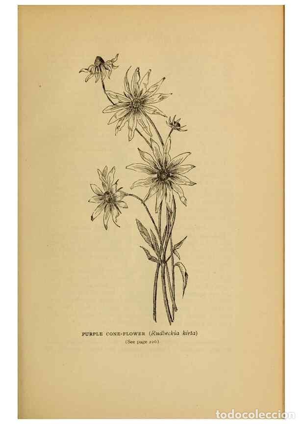 Collectionnisme de Revues et Journaux: Reproducci&oacute;n/Reproduction 49304408832: Harper's guide to wild flowers,. New York,Harper,1912.. - Cre