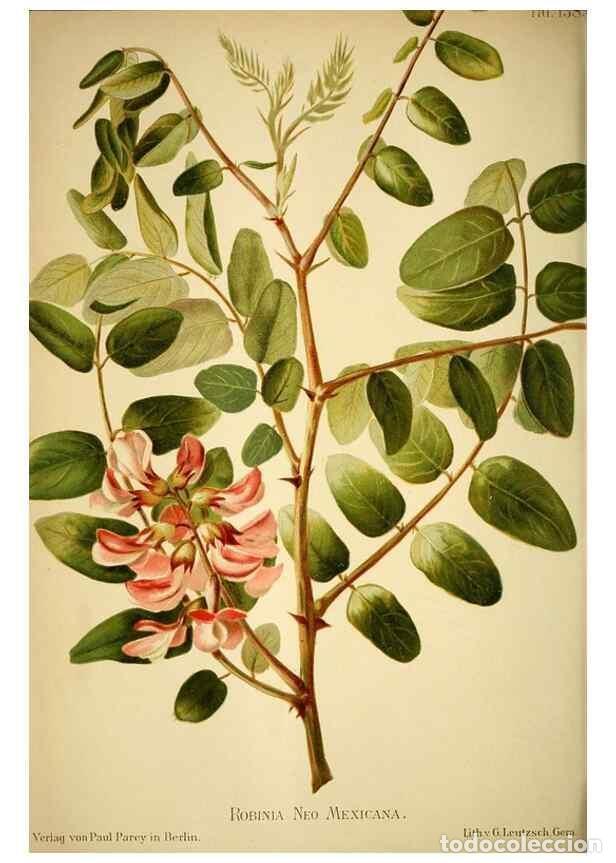 Collectionnisme de Revues et Journaux: Reproducci&oacute;n/Reproduction 49719770558: Gartenflora.. Erlangen :F. Enke,1852-1940.. - Deutsche Garten