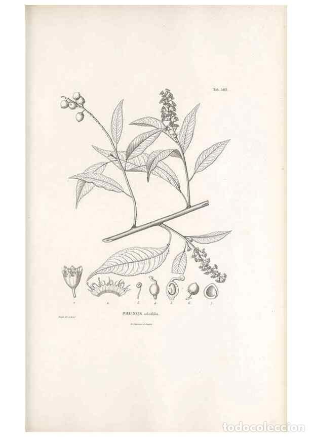 Collectionnisme de Revues et Journaux: Reproducci&oacute;n/Reproduction 49521780781: Nova genera et species plantarum :. Antverpiae :Ex officina C