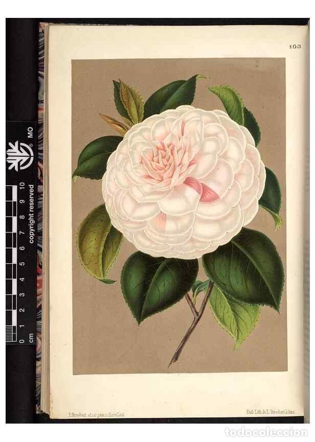 Sammeln von Zeitschriften und Zeitungen: Reproducci&oacute;n/Reproduction 49691138817: L'Illustration horticole :. Gand, Belgium :Imprimerie et lith