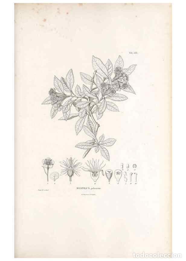 Sammeln von Zeitschriften und Zeitungen: Reproducci&oacute;n/Reproduction 49521777531: Nova genera et species plantarum :. Antverpiae :Ex officina C