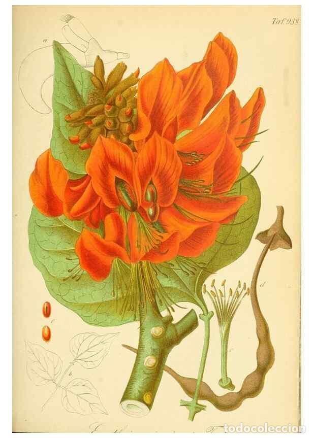 Sammeln von Zeitschriften und Zeitungen: Reproducci&oacute;n/Reproduction 49716074243: Gartenflora.. Erlangen :F. Enke,1852-1940.. - Deutsche Garten