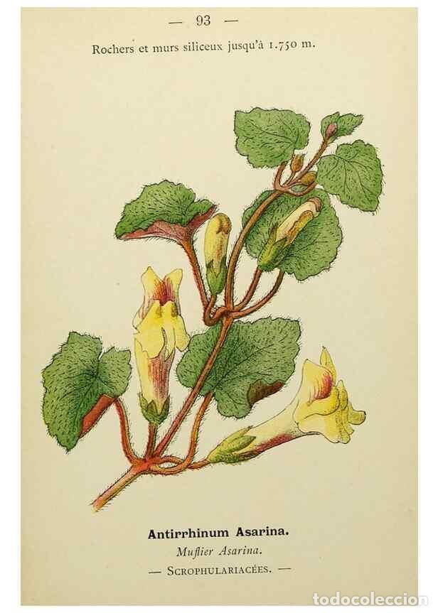 Sammeln von Zeitschriften und Zeitungen: Reproducci&oacute;n/Reproduction 49345644992: Nouvelle flore colori&eacute;e de poche des Alpes et des Pyr&eacute;n&eacute;es..