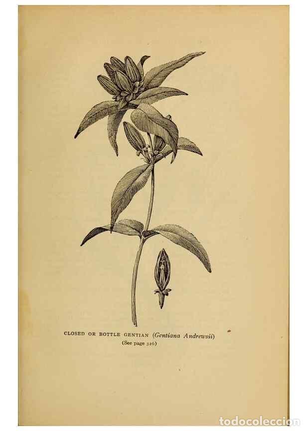 Sammeln von Zeitschriften und Zeitungen: Reproducci&oacute;n/Reproduction 49304427992: Harper's guide to wild flowers,. New York,Harper,1912.. - Cre