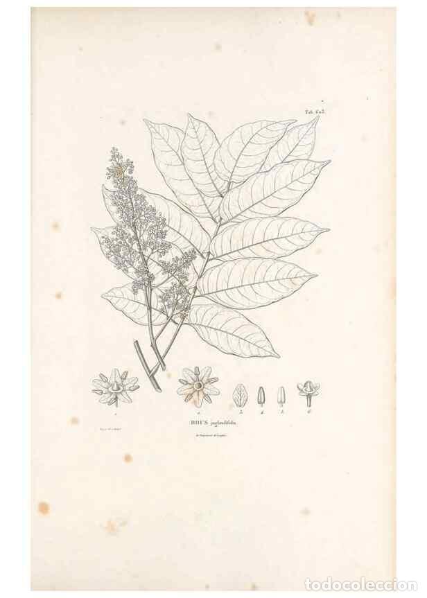 Sammeln von Zeitschriften und Zeitungen: Reproducci&oacute;n/Reproduction 49521313523: Nova genera et species plantarum :. Antverpiae :Ex officina C