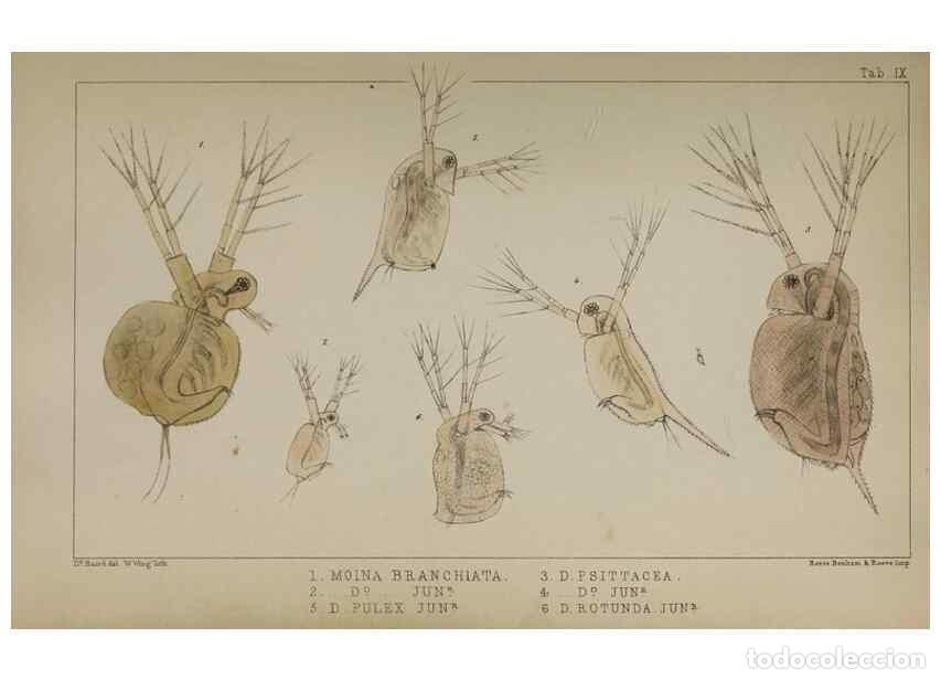 Sammeln von Zeitschriften und Zeitungen: Reproducci&oacute;n/Reproduction 49691615872: The natural history of the British Entomostraca.. London,The