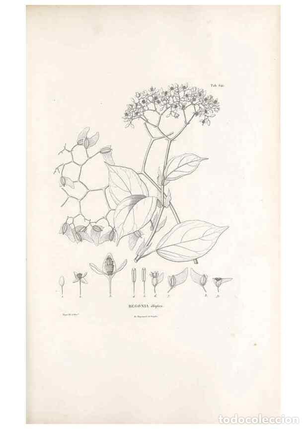 Sammeln von Zeitschriften und Zeitungen: Reproducci&oacute;n/Reproduction 49521847821: Nova genera et species plantarum :. Antverpiae :Ex officina C