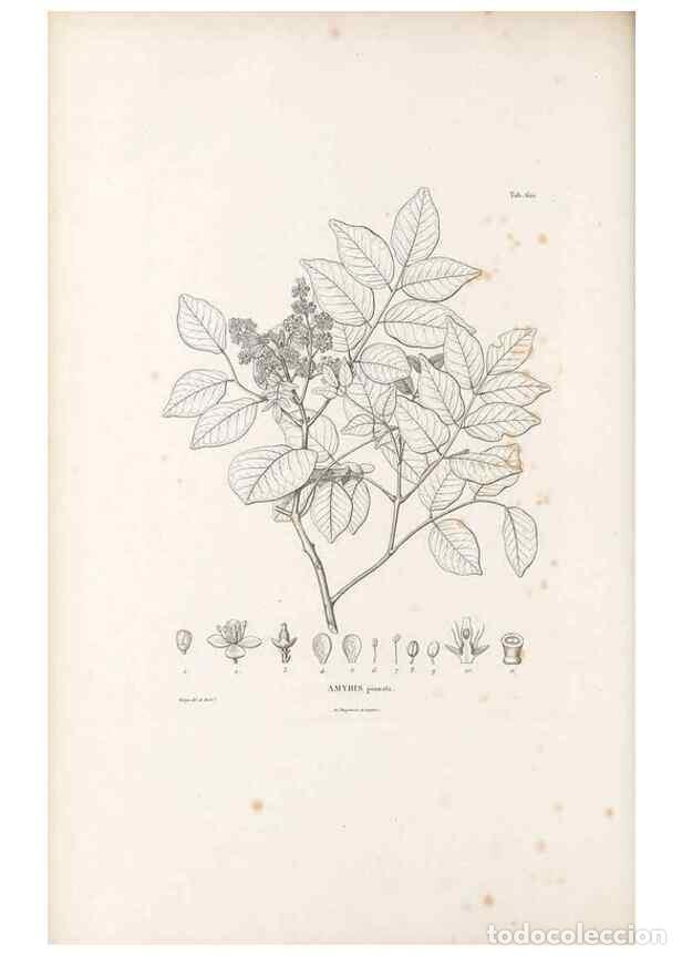 Sammeln von Zeitschriften und Zeitungen: Reproducci&oacute;n/Reproduction 49522050412: Nova genera et species plantarum :. Antverpiae :Ex officina C