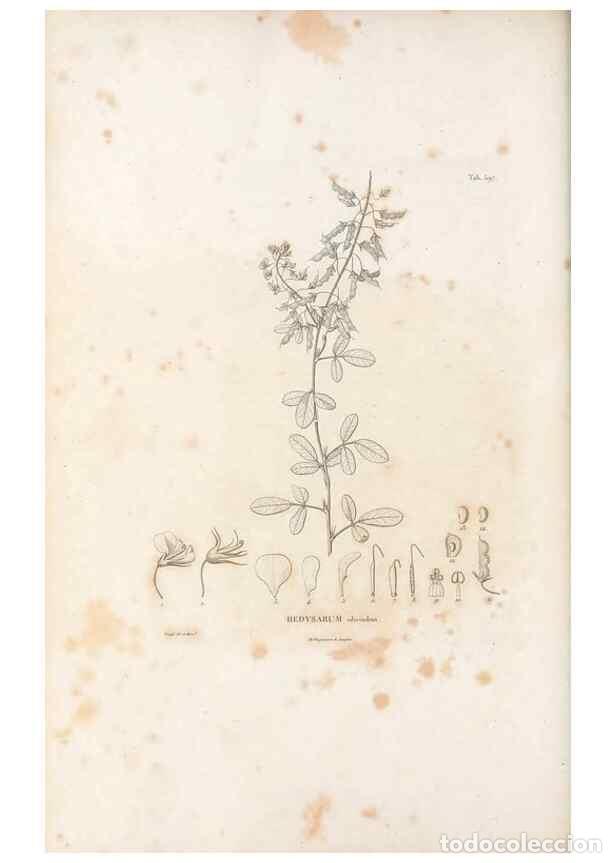 Sammeln von Zeitschriften und Zeitungen: Reproducci&oacute;n/Reproduction 49521792636: Nova genera et species plantarum :. Antverpiae :Ex officina C