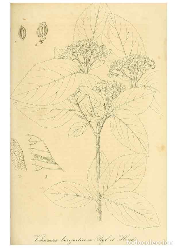 Sammeln von Zeitschriften und Zeitungen: Reproducci&oacute;n/Reproduction 49691302086: Gartenflora.. Erlangen :F. Enke,1852-1940.. - Deutsche Garten