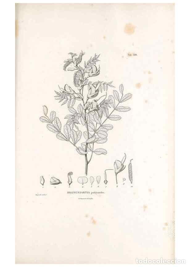 Sammeln von Zeitschriften und Zeitungen: Reproducci&oacute;n/Reproduction 49521999777: Nova genera et species plantarum :. Antverpiae :Ex officina C