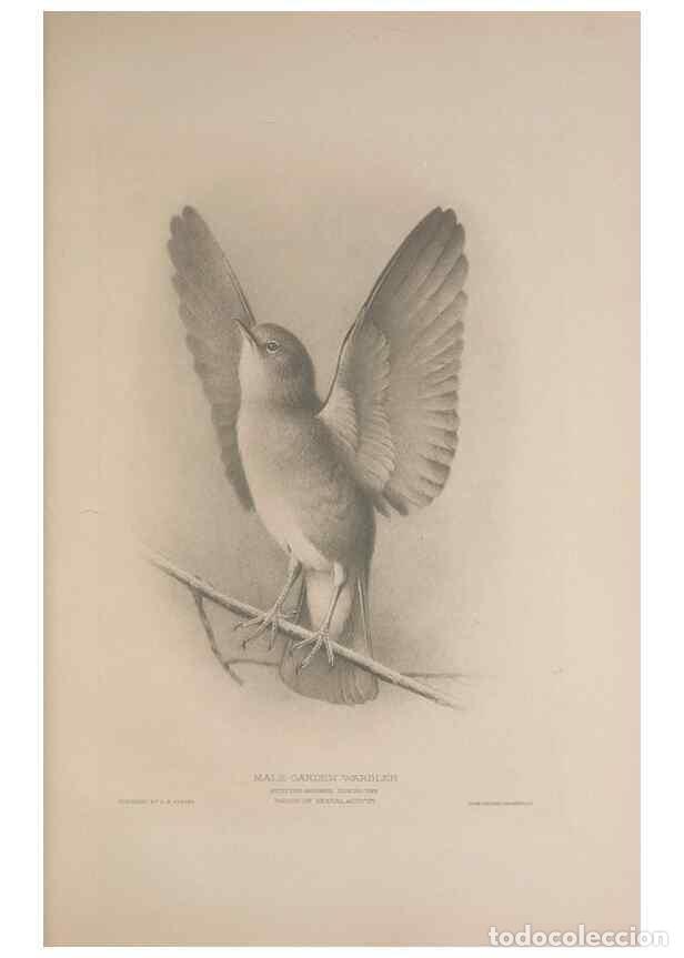 Sammeln von Zeitschriften und Zeitungen: Reproducci&oacute;n/Reproduction 49716291048: The British warblers :. London :R.H. Porter ...,1907-1914.. -