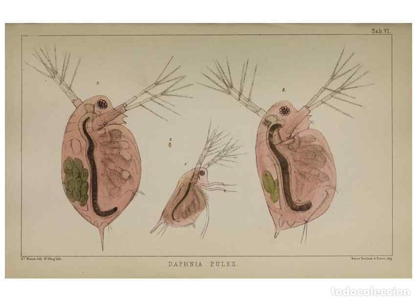 Sammeln von Zeitschriften und Zeitungen: Reproducci&oacute;n/Reproduction 49691306491: The natural history of the British Entomostraca.. London,The