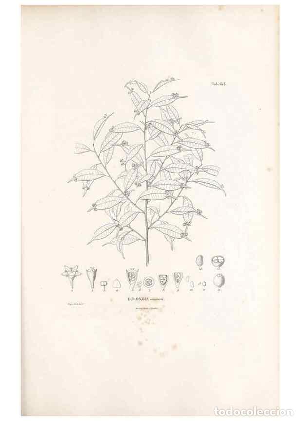 Sammeln von Zeitschriften und Zeitungen: Reproducci&oacute;n/Reproduction 49521841411: Nova genera et species plantarum :. Antverpiae :Ex officina C