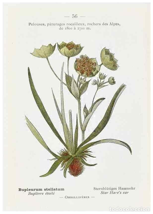 Sammeln von Zeitschriften und Zeitungen: Reproducci&oacute;n/Reproduction 49345069308: Nouvelle flore colori&eacute;e de poche des Alpes et des Pyr&eacute;n&eacute;es..