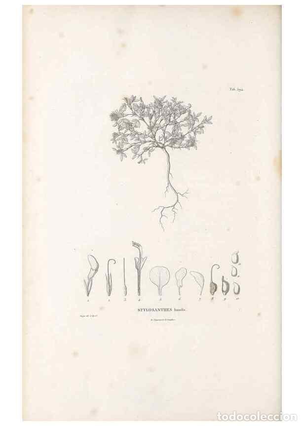 Sammeln von Zeitschriften und Zeitungen: Reproducci&oacute;n/Reproduction 49521791051: Nova genera et species plantarum :. Antverpiae :Ex officina C