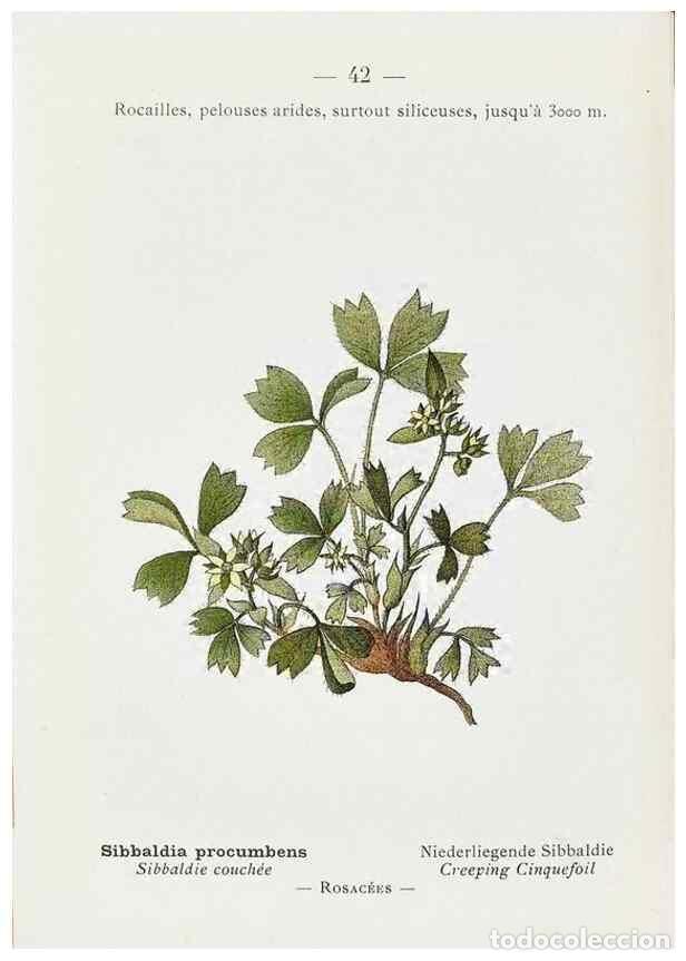 Sammeln von Zeitschriften und Zeitungen: Reproducci&oacute;n/Reproduction 49345049153: Nouvelle flore colori&eacute;e de poche des Alpes et des Pyr&eacute;n&eacute;es..